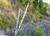 Img.VTax4184.Ex1.Img2