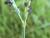 Img.VTax4184.Ex2.Img3