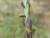Img.VTax4204.Ex1.Img3