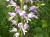 Img.VTax4247.Ex2.Img1