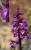 Img.VTax4267.Ex4.Img1