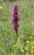 Img.VTax4269.Ex2.Img1