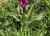 Img.VTax4269.Ex2.Img2
