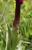 Img.VTax4269.Ex2.Img3