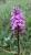 Img.VTax4274.Ex1.Img1