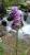 Img.VTax4276.Ex2.Img1