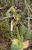 Img.VTax4297.Ex2.Img1