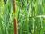 Img.VTax4335.Ex1.Img1