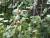 Img.VTax515.Ex1.Img1
