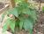 Img.VTax554.Ex1.Img2