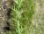 Img.VTax573.Ex2.Img2