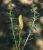 Img.VTax573.Ex2.Img3