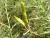 Img.VTax574.Ex1.Img2