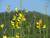 Img.VTax592.Ex1.Img2
