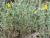 Img.VTax593.Ex2.Img3