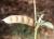 Img.VTax593.Ex3.Img1