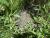 Img.VTax692.Ex3.Img1