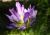 Img.VTax736.Ex1.Img4