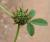 Img.VTax781.Ex1.Img1
