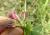 Img.VTax796.Ex1.Img2