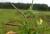 Img.VTax834.Ex1.Img2