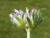 Img.VTax850.Ex1.Img4