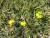Img.VTax872.Ex1.Img8