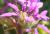 Img.VTax885.Ex4.Img2
