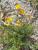 Img.VTax965.Ex1.Img2