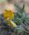 Img.VTax965.Ex2.Img1
