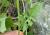 Img.VTax997.Ex2.Img3