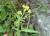 Img.VTax997.Ex2.Img4