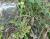 Img.VTax997.Ex2.Img5