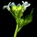 Img.VTax1004.ExN.Img9
