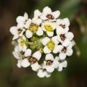 Img.VTax1191.ExN.Img9
