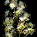 Img.VTax1454.ExN.Img9