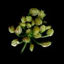 Img.VTax1577.ExN.Img9