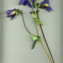 Img.VTax215.ExN.Img3