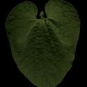 Img.VTax287.ExN.Img8