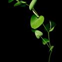 Img.VTax288.ExN.Img7