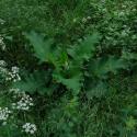 Img.VTax3202.ExN.Img23