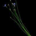 Img.VTax3519.ExN.Img5
