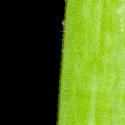 Img.VTax3569.ExN.Img3