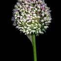 Img.VTax3569.ExN.Img5
