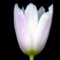 Img.VTax3578.ExN.Img7