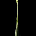 Img.VTax3991.ExN.Img9