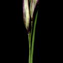 Img.VTax4137.ExN.Img15