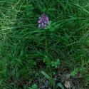 Img.VTax4285.ExN.Img12