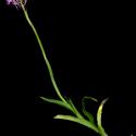 Img.VTax4285.ExN.Img7