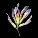 Img.VTax611.ExN.Img11
